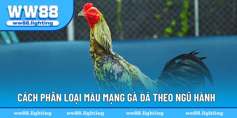 Cách phân loại màu mạng gà đá theo ngũ hành