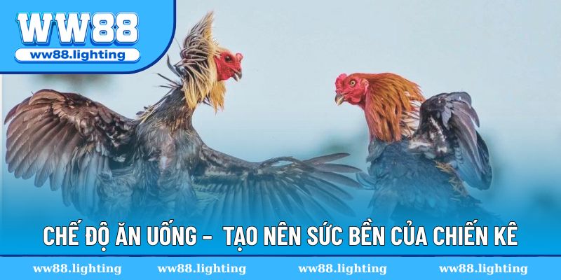 Chế độ ăn uống – chìa khóa tạo nên sức bền của  chiến kê