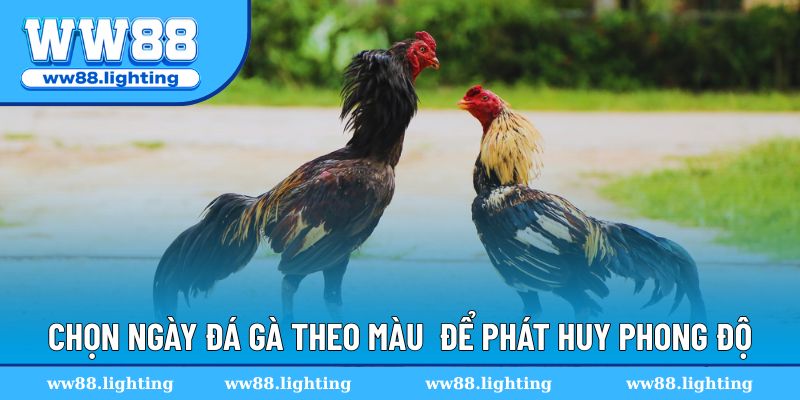 Chọn ngày đá gà theo màu mạng để phát huy phong độ