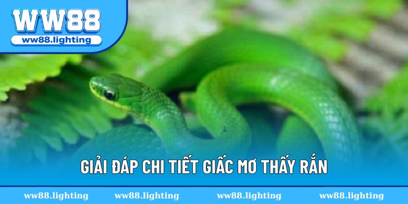Những con số liên quan khi chiêm bao thấy rắn