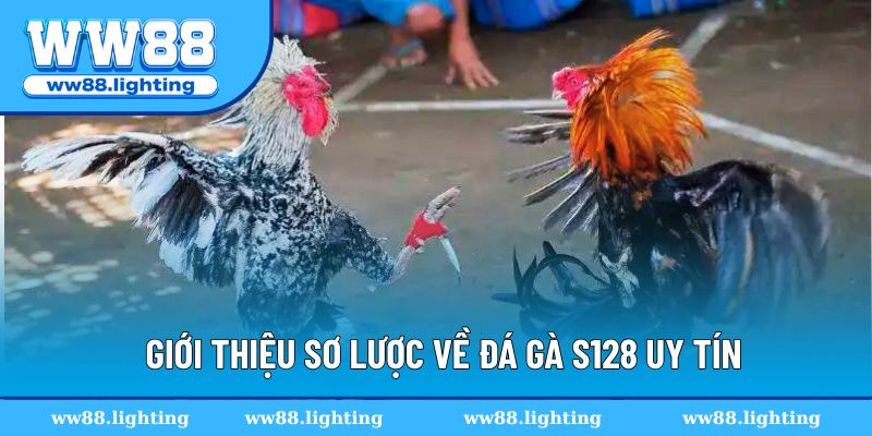 Giới thiệu sơ lược về đá gà s128 uy tín