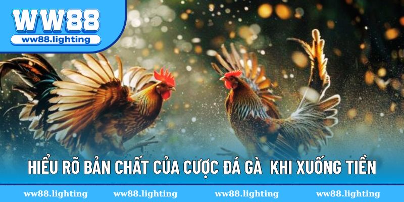 Hiểu rõ bản chất của cược đá gà trước khi xuống tiền Hiểu rõ bản chất của cược đá gà trước khi xuống tiền