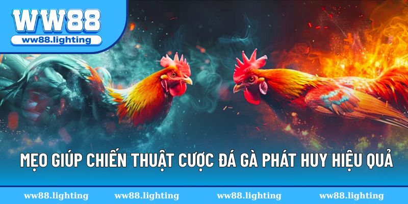 Mẹo nhỏ giúp chiến thuật cược đá gà phát huy tối đa hiệu quả Mẹo nhỏ giúp chiến thuật cược đá gà phát huy tối đa hiệu quả