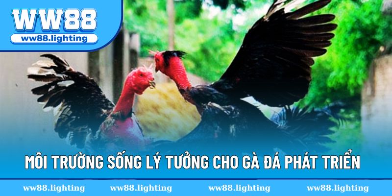 Môi trường sống lý tưởng cho gà đá phát triển