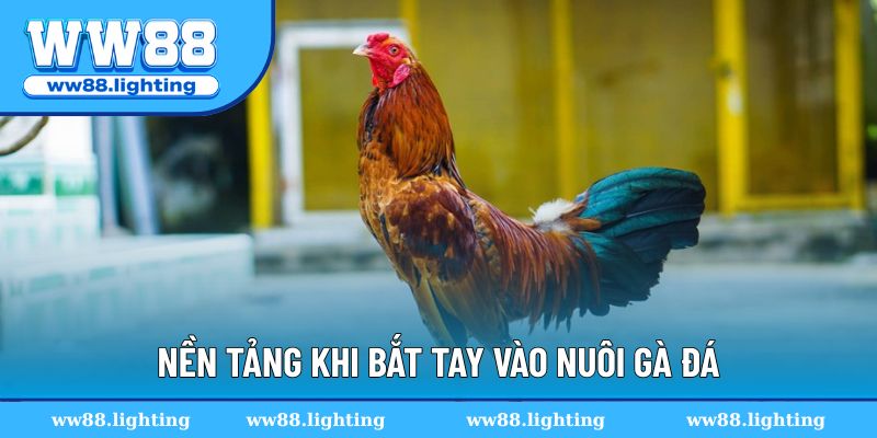 Nền tảng khi bắt tay vào nuôi gà đá chuẩn chiến kê