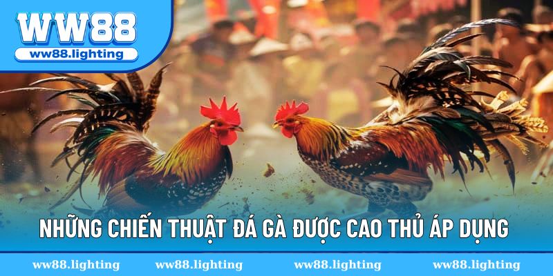 Những chiến thuật đá gà được cao thủ áp dụng nhiều nhất Những chiến thuật đá gà được cao thủ áp dụng nhiều nhất